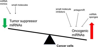 MicroRNA as an Important Target for Anticancer Drug Development